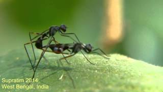 Fly mating Stilt legged fly Micropezidae  Insect Behavior video insects love [upl. by Neillij]