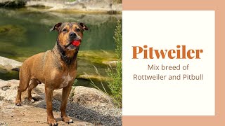 Pitweiler  Amazing mix breed of Rottweiler and Pitbull  Rottweiler Pitbull Mix [upl. by Valer598]