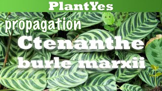 How to propagate Ctenanthe by division 🌱 [upl. by Leinto]