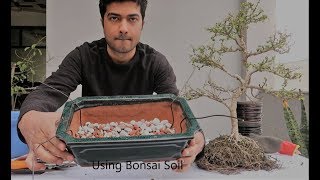 How to Repot Bonsai  Carmona Bonsai  Fukien Tree [upl. by Collin]