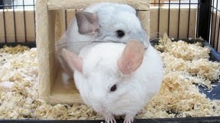 Chinchilla CUDDLE [upl. by Lenaj532]