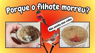 Porque filhotes que nascem por último morrem Veja porque isso acontece e evite mortes [upl. by Aisereht14]