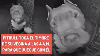 Pitbull toca el timbre de su vecina a las 4 am para que juegue con él [upl. by Maighdiln]