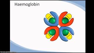 Structure and function of haemoglobin cooperativity [upl. by Sinclair99]