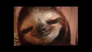 New Animal Planet Meet the Sloths series trailer 2013 [upl. by Wack]