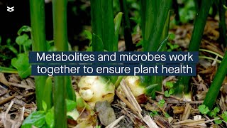 Plant metabolites influence how the plant microbial community forms [upl. by Halyk]