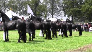 The KFPS Royal Friesian Horse [upl. by Eniamirt]