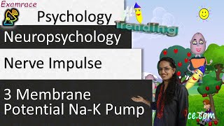 Nerve Impulse  3 Membrane Potential NaK Pump Examrace Dr Manishika [upl. by Hinson]