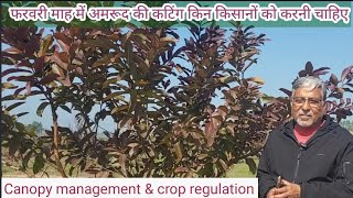 401 Guava pruning in February Who should do [upl. by Nawuj]