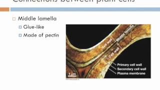 Biology 1 Lecture 9 Cellular Interactions [upl. by Mcilroy735]