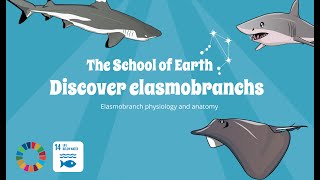 The School of Earth  Discover Elasmobranchs Sharks and Rays [upl. by Dahij]