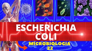 ESCHERICHIA COLI MICROBIOLOGIA BACTÉRIAS PATOGÊNICAS  ENTEROBACTÉRIAS [upl. by Emmi630]