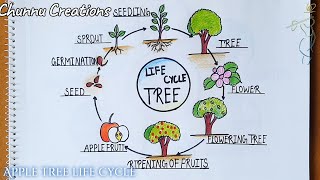 Tree life cycle Drawing  Tree life drawing  Life cycle of tree drawing step by step [upl. by Sinegra]