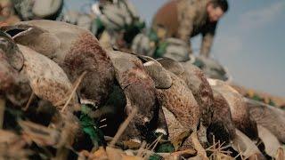 Duck Hunting in Alberta [upl. by Crabb]