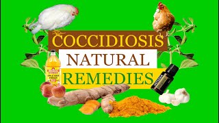 Coccidiosis in Chicken  7 Natural remedies that ACTUALLY WORK [upl. by Alita]