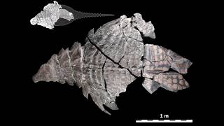 The Worlds Best Preserved Armoured Dinosaur [upl. by Stanway989]