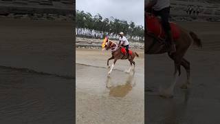 Horse running video horse racing video shorts animals horse viral [upl. by Ahsimac]