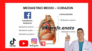 Mediastino medio  Corazón elprofedeanato anatomia medicina corazon mediastino estudiantes [upl. by Annaiek]