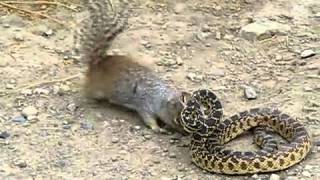 Snake Vs Squirrel Fight [upl. by Anits]