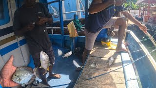 Amazing Catching Six Trevally Fish At Once Near Boat [upl. by Notsej]