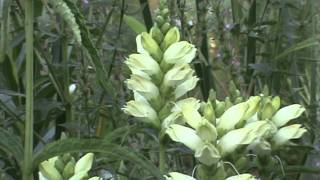 Minnesota Native Plant  White Turtlehead Chelone Glabra [upl. by Kelula]