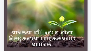 எங்கள் வீட்டில் உள்ள செடிகளை பார்க்கலாம் வாங்க Isairelax genreviews plants [upl. by Ressay]