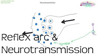 Reflex arc amp Neurotransmission  Biology GCSE and iGCSE [upl. by Pauletta]