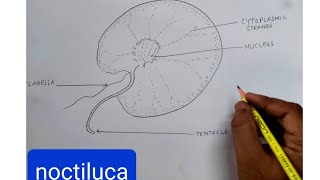 how to draw noctiluca diagram [upl. by Ches]