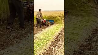 Rice crop being harvested with reaper record real village lifeshorts youtubeshorts viralvideo [upl. by Kessel679]