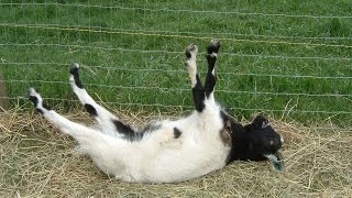 Best of Fainting Goats  EpicVirals  HD [upl. by Eimrej135]