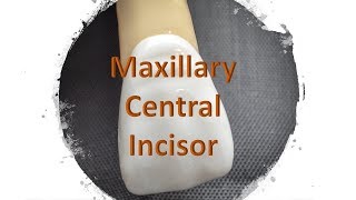 Maxillary Central Incisor Dental Anatomy [upl. by Eliot]