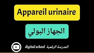 lappareil urinaire  الجهاز البولي [upl. by Ready612]