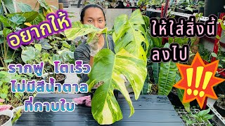 ปลูกมอนสเตอรา ออเรียอย่างไรให้สวย โตเร็ว กาบใบไม่ดำ Monstera aurea var potting  Live  สวนอุ่นดิน [upl. by Stromberg]