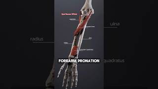 forearm pronation  forearm pronation exercises foryou shorts [upl. by Cotsen]