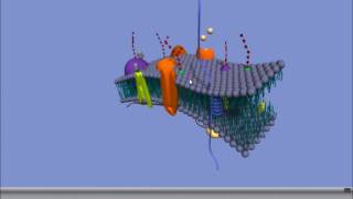 Interactive 3D Plasma Membrane [upl. by Noe]