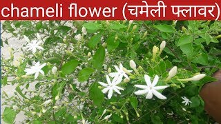 Chameli flower चमेली फ्लावर [upl. by Weinreb34]