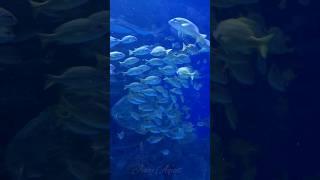 ONE GROUP OF PLENTY FISH shortvideo shorts fish [upl. by Bord]