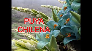 PLANTA Chagual Puya chilensis [upl. by Minica986]