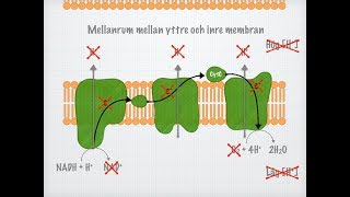 Cellandningen – Anaerob förbränning Biologi 2 [upl. by Rehotsirhc]