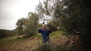 quotXylella Fastidiosaquot batéria que mata oliveiras detetada perto de Paris [upl. by Ayomat]