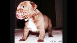 BANDOG PUPPIES  PitBullmastiff x American Bully [upl. by Reggis160]