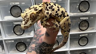 Crested Gecko Feeding Time With Exciting Waffle [upl. by Fanny881]