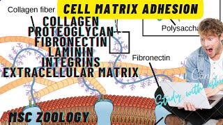 cell matrix adhesion collagen  proteoglycans  fibronectin  laminin  integrins  ecm notes [upl. by Maillw86]