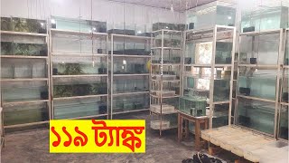 ১১৯ টা ট্যাঙ্কের ইনডোর সেটআপ aquarium fish indoor tank setup [upl. by Nart]