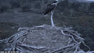 Female Osprey CJ7 arrival on Poole Harbour Nest Cam [upl. by Enelahs902]