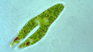 Euglena  Longitudinal binary fission [upl. by Chickie357]