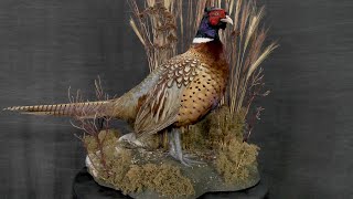 How to Build a Bird Habitat  Taxidermy Supply  ScenesnNature® [upl. by Learsiy]