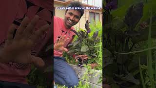 🌱 செடி Shopping in USA America Plant Garden Farming Soil HobbyExplorer [upl. by Aivatra]