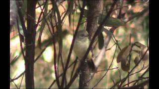 BuffRumped Thornbill  Bird watching in Australia with EjBirdwatching [upl. by Marb]