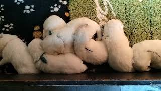 Maremma pupjes 2 weken oud [upl. by Basham]